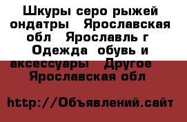 Шкуры серо-рыжей ондатры - Ярославская обл., Ярославль г. Одежда, обувь и аксессуары » Другое   . Ярославская обл.
